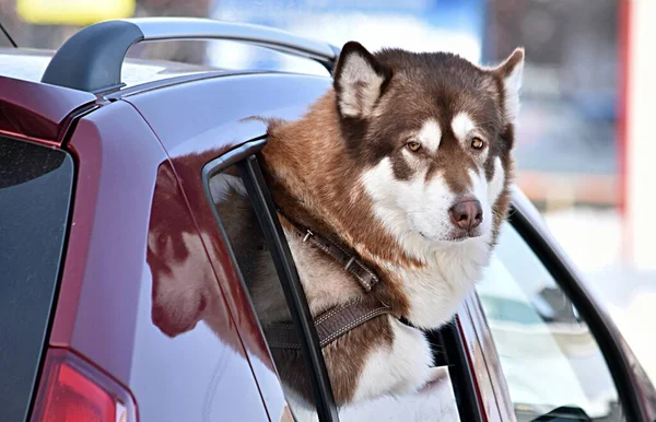 Husky Dog Peeking Out Car Window Winter — Stockfoto