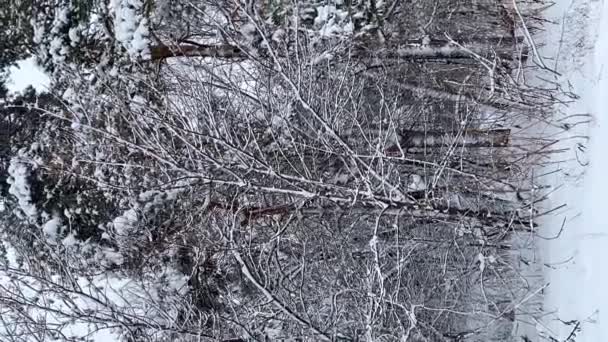 冬の雪の森を飛ぶ鳥 — ストック動画