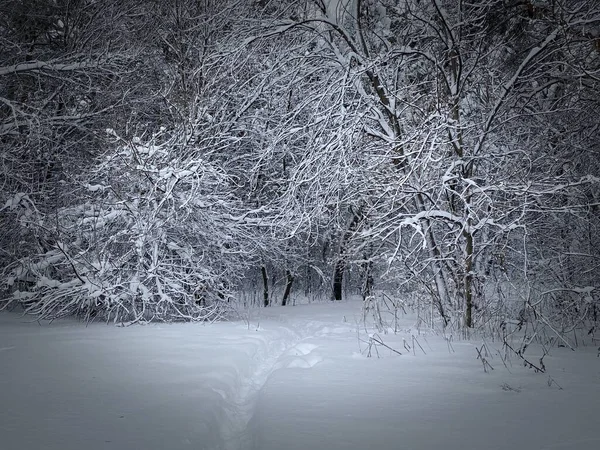 Smal Pad Met Sneeuw Winter Besneeuwd Bos Een Sneeuwstorm Vogelprobleem — Stockfoto