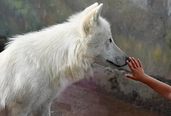 Main Enfant Travers Verre Dans Zoo Touche Nez Loup Polaire — Photo