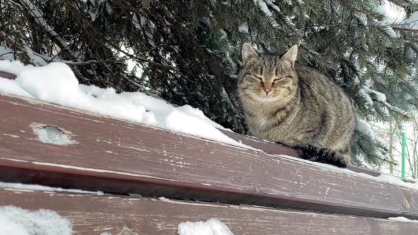 Gatto a strisce su una panchina innevata in un parco invernale. Gatto senzatetto — Video Stock