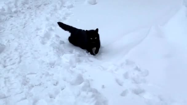 Czarny bezdomny kot przechadza się zimą po śniegu w parku. wideo — Wideo stockowe