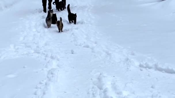 Beaucoup de chats sans abri courent dans la neige dans le parc en hiver. vidéo — Video