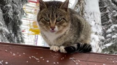 Evsiz, gri tüylü bir kedi kışın banktan atlar. 