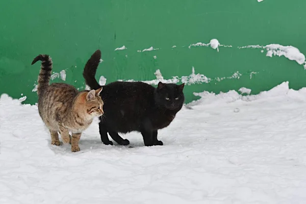 Two Homeless Cats Black Gray Winter Park Snow Backdrop Green — Stock Photo, Image