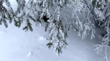 Bir ladin dalları kışın beyaz istifle kaplıdır. Kış manzarası