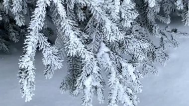 Rüzgar, ladin dallarını sallıyor, beyaz istifle kaplanmış.
