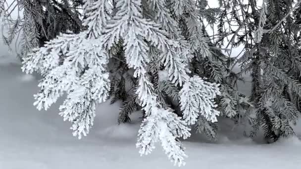 Grenar av gran täckta med vit hesparfrost på vintern. vinterlandskap — Stockvideo