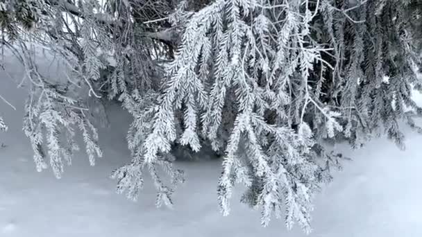 Branches d'épinette couvertes de givre blanc en hiver. paysage hivernal — Video