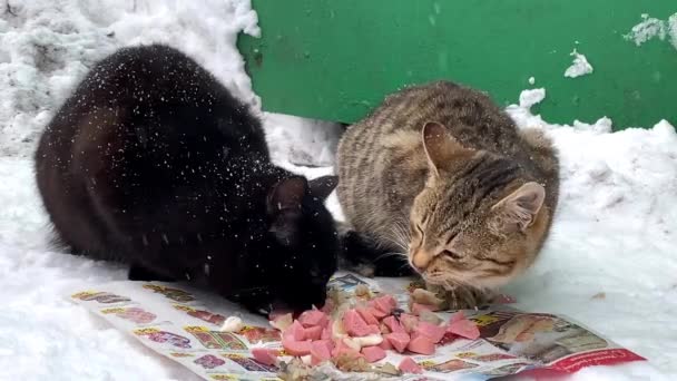 Dos gatos negros y grises sin hogar comen salchichas en rodajas en el invierno — Vídeos de Stock