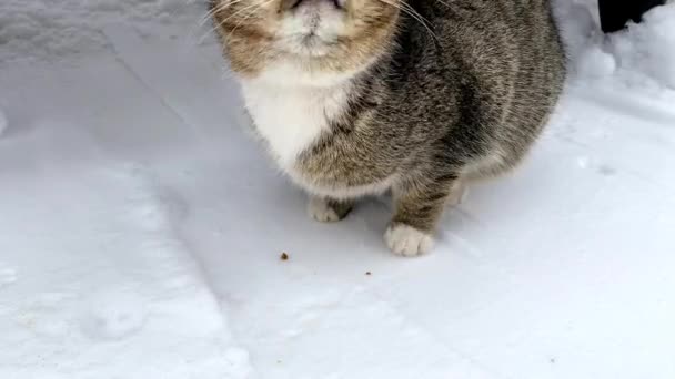 En omstrejfende kat fodres fra hånden med tør mad i en vinterpark på sneen – Stock-video