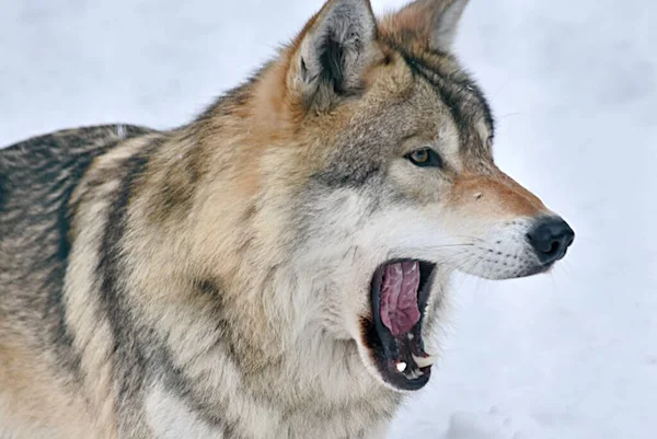 Loup Gris Dans Zoo Hiver Ville Penza Russie Avec Une — Photo