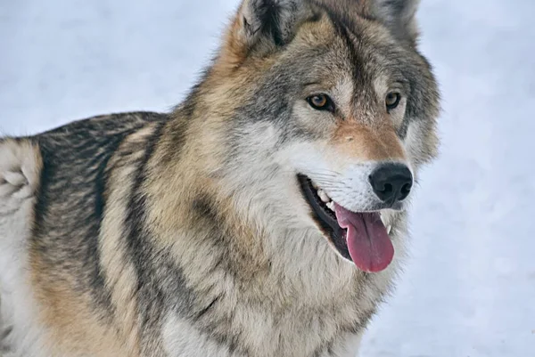 Gri kurt kışın hayvanat bahçesinde Penza Rusya şehrinin ağzında açık bir ağızla.. 