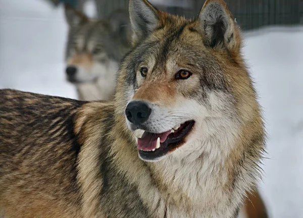 Loup Gris Dans Zoo Hiver Ville Penza Russie Ouvert Bouche — Photo