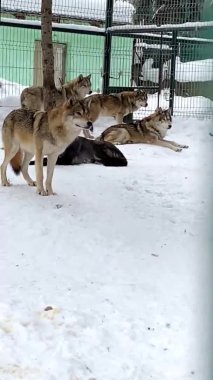 Gri kurtlar kışın Rusya Penza 'da hayvanat bahçesinde bir kafesin peşinden koşarlar. dikey video