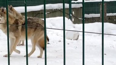 Gri kurtlar kışın Rusya Penzası 'nda hayvanat bahçesinde bir kafesin peşinden koşarlar.