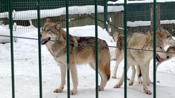 Grijze wolven rennen achter een kooi aan in de dierentuin in de winter Rusland Penza — Stockvideo