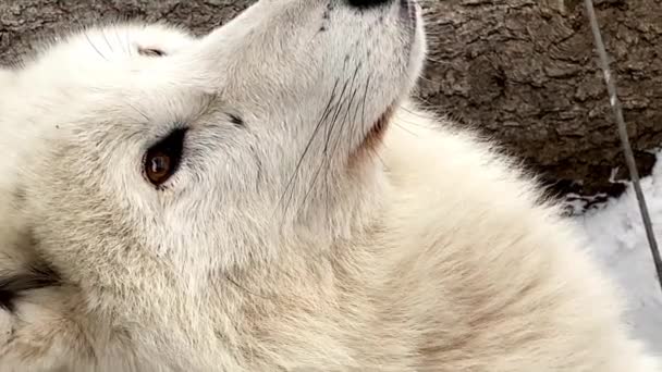 Голова полярного волка крупным планом зимой в зоопарке Россия Пенза. вертикальное видео — стоковое видео