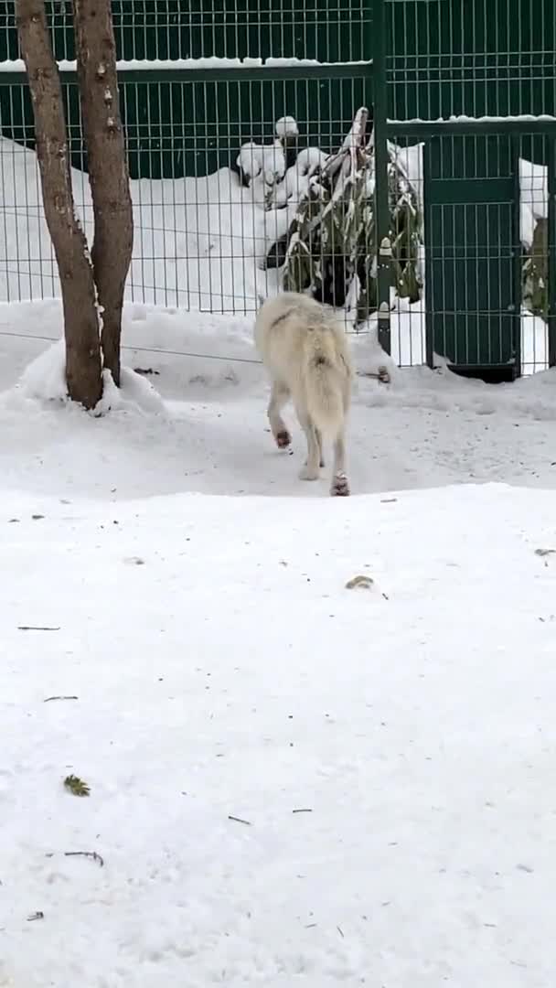 Полярный волк гуляет в открытом вольере Россия Пензенский зоопарк. вертикальное видео — стоковое видео