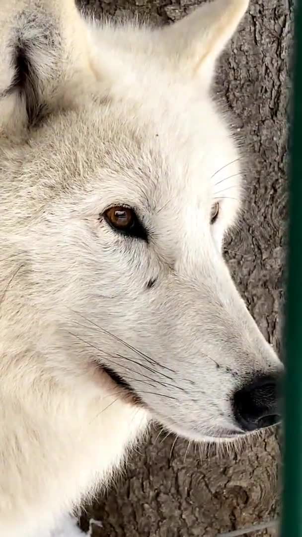 Głowa wilka polarnego zbliżenie zimą w zoo Rosja Penza. pionowe wideo — Wideo stockowe