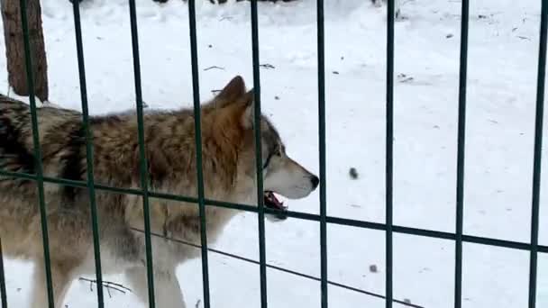 Серые волки бегают за клеткой в зоопарке зимой Россия Пенза — стоковое видео