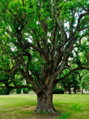 Parktaki ya da bahçedeki büyük ağaç kökleri