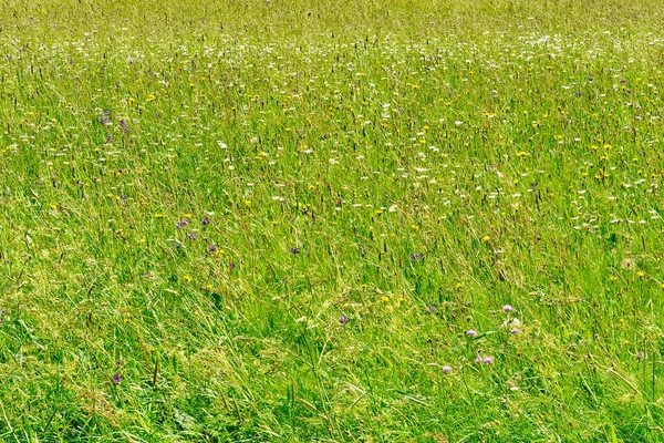 Зеленая Трава Фоне Поля Цветы — стоковое фото