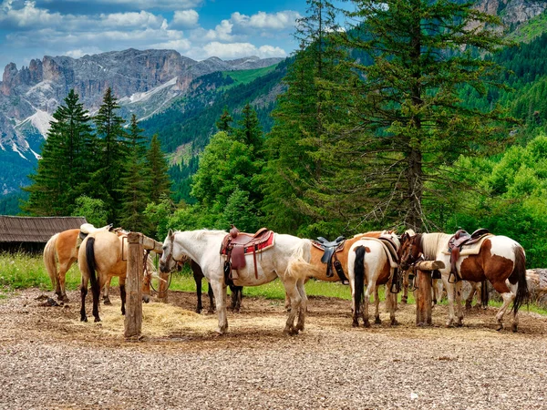 Caballos Las Montañas Verano —  Fotos de Stock