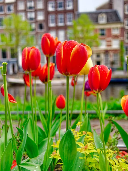 Amsterdam Hollanda Kırmızı Laleler — Stok fotoğraf