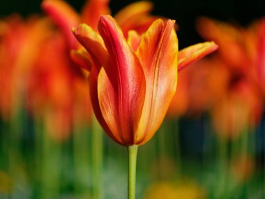 Baharda kırmızı ve sarı lale. canlı çiçek arkaplanı