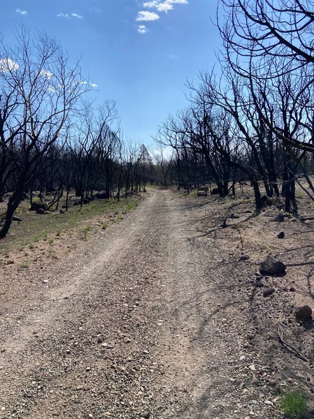 Zastow Personel Kampı yakınlarındaki yolda 2022 Aşçı Tepesi Yangınından dolayı yıkım. 2022 Yaz sezonunda Philmont Scout Çiftliğinde çekildi.