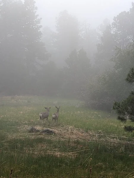 Two mule deer standing together staring off into a foggy morning in the Rocky Mountain forests. Taken at Philmont Scout Ranch during the 2022 Summer Season