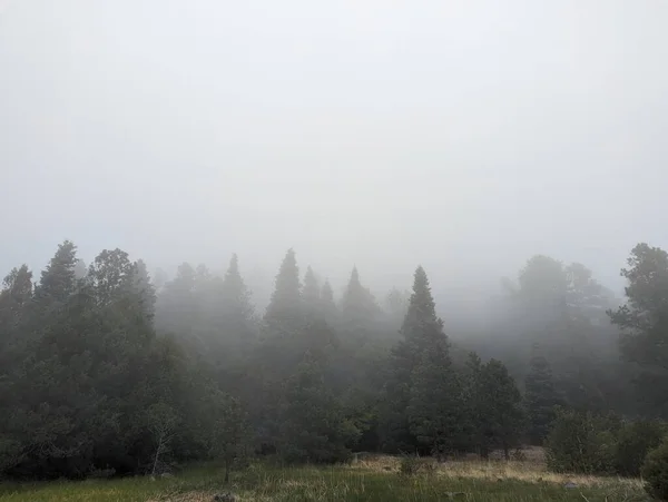 Foggy Morning Forest Taken Philmont Scout Ranch 2022 Summer Season — Fotografia de Stock