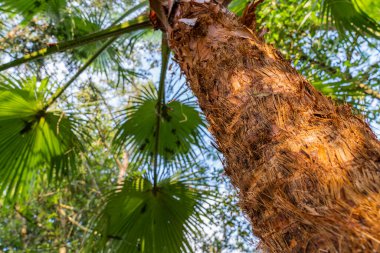 Afrika 'da iklim, yaz mevsiminde düşük seviyeli, nemli ve deniz seviyesinden önemli bir yükseklikle yumuşaktır. En soğuk ayın ortalama sıcaklığı 20, en sıcak 25 derecedir.  .