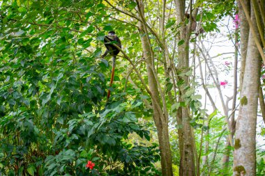 Maymunlar su kaynaklarının yakınında yaşar. Yiyecek stoklarının depolanabileceği yanak keseleri var. Çoğunlukla sabah erken saatlerde ve öğleden sonra geç saatlerde aktiftirler..