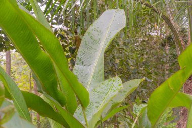 Afrika doğasına renk doygunluğu hakim..