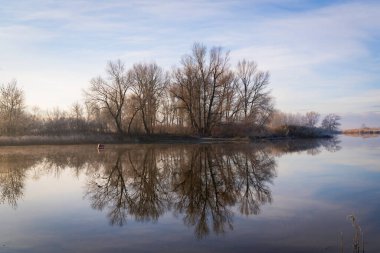 Ağaçlar yeni bir günün şafağında nehirde yankılanır.