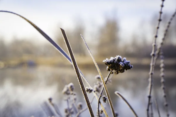 Frost Auf Einer Blume Den Strahlen Der Aufgehenden Sonne — Stockfoto