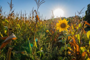 Ayçiçekli bir tarlanın arka planında gün batımı