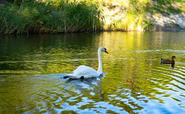 Белый Лебедь Плавает Пруду Деревне Хоришни Плавни — стоковое фото