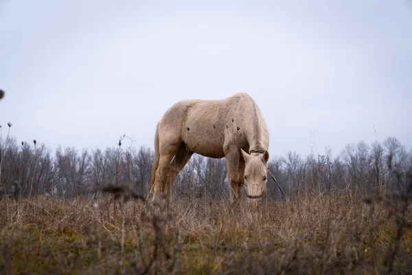 Cavalo Branco Cinza Comendo Grama Meio Campo — Fotografia de Stock