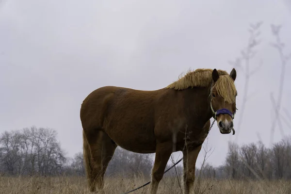 晚秋的时候 一匹棕色的马在田野中央 — 图库照片
