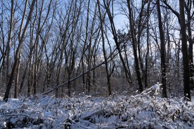 Tamamen karla kaplı ağaçlar