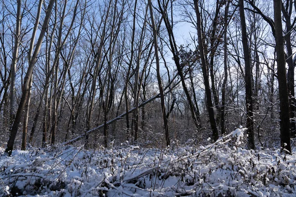 Tamamen karla kaplı ağaçlar