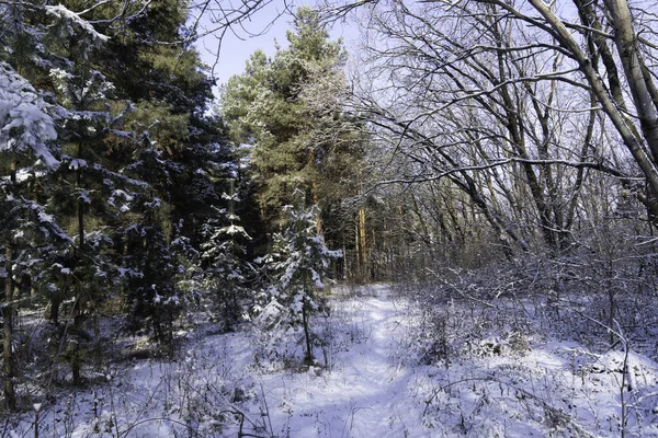Bosque Cubierto Nieve Diciembre Antes Navidad — Foto de Stock