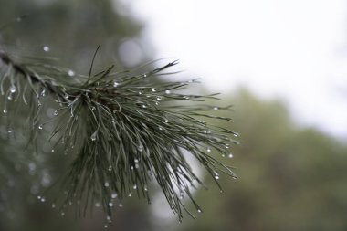 Kış ormanındaki bir çam dalına sis damlaları