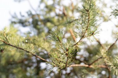 Ormandaki bir çam dalına sis damlaları