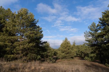 Çam yeşili orman kışın güneşli bir günde