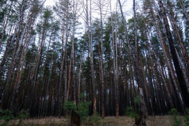 Gökyüzünde büyüyen uzun çam ağaçları