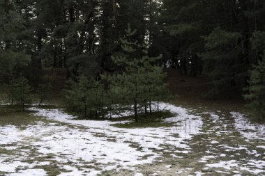 Bir kış günü, yemyeşil bir ormanda küçük çam ağaçları